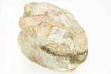 Fossil Oreodont (Merycoidodon) Skull - South Dakota #217195-6